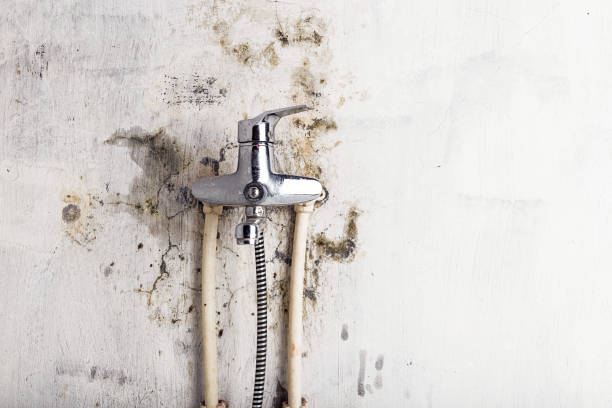 Best Home Mold Removal  in Rio, WI