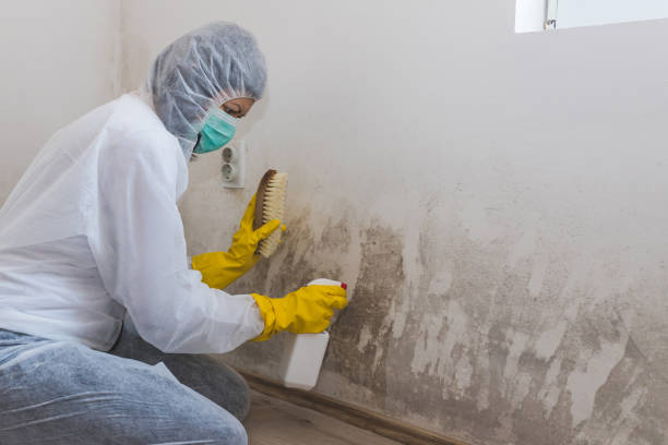Best Local Mold Removal Service  in Rio, WI