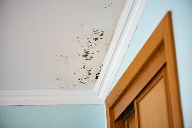 Crawl Space Mold Removal in Rio, WI