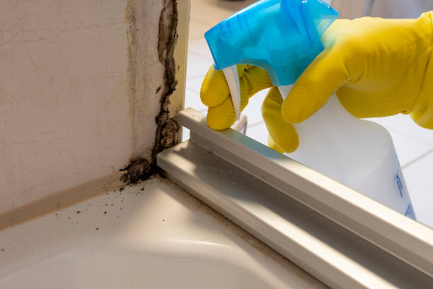 Attic Mold Removal in Rio, WI