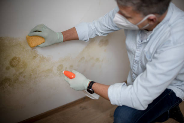 Best Certified Mold Removal  in Rio, WI