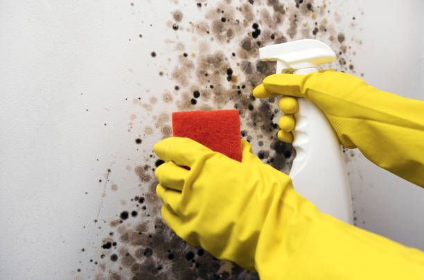 Best Fast Mold Removal  in Rio, WI