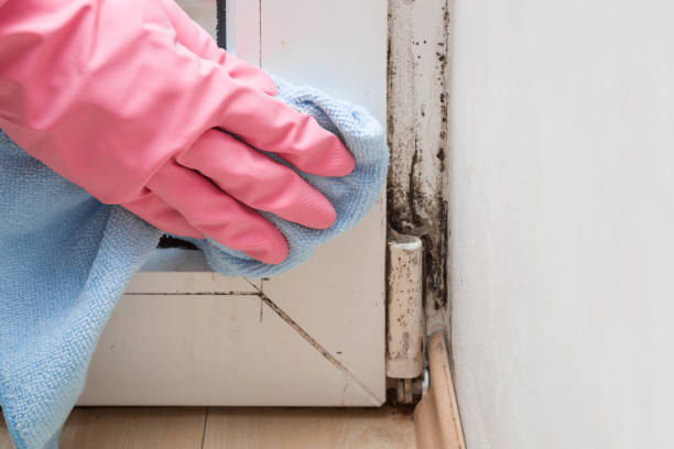 Best Mold Remediation  in Rio, WI